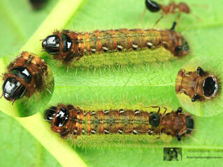 Spindasis lohita himalayanus