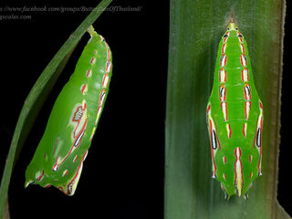 Elymnias patna patna