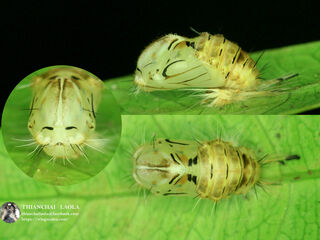 Simiskina phalena harterti