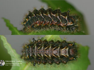 Rapala pheretima petosiris