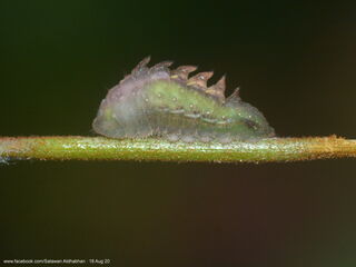 Cheritra freja freja