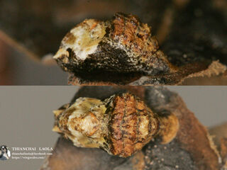 Tajuria yajna ellisi