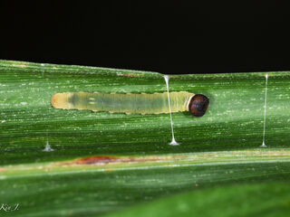 Telicota bambusae bambusae