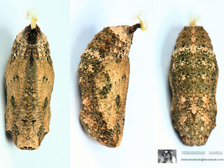 Junonia hierta hierta