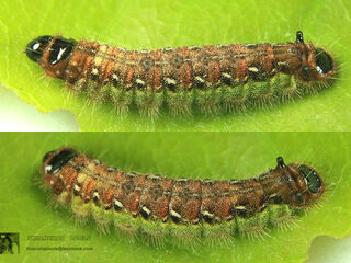 Spindasis lohita himalayanus