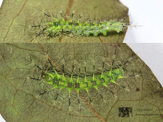 Euthalia evelina annamita