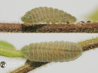 Celatoxia marginata marginata