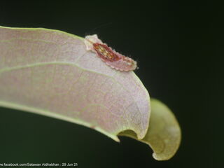 Ticherra acte liviana