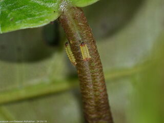 Semanga superba deliciosa