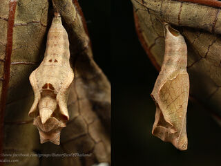 Ariadne ariadne pallidior