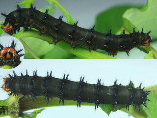 Junonia orithya ocyale