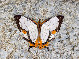 Cyrestis nivea nivalis