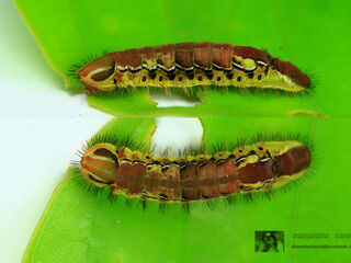 Arhopala centaurus nakula