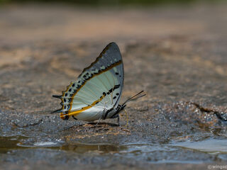 Polyura nepenthes nepenthes
