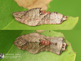 Jacoona anasuja nigerrima