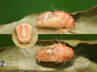 Simiskina phalia potina