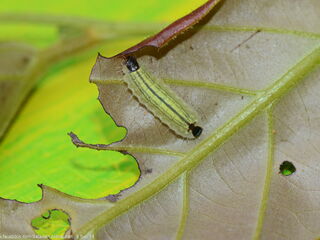 Flos anniella anniella