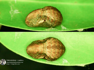 Amblypodia anita anita