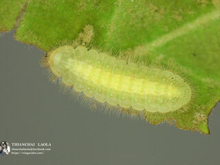 Arhopala birmana birmana