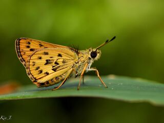 Potanthus pseudomaesa clio
