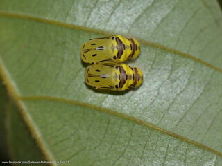 Poritia philota philota