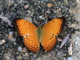 Cirrochroa surya siamensis