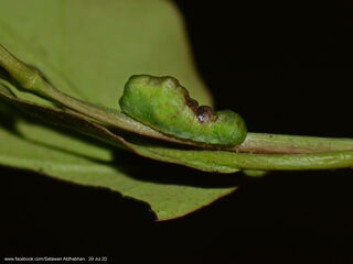 Tajuria ister tussis