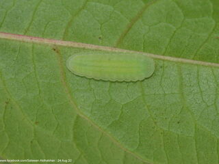 Heliophorus epicles tweediei