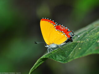 Heliophorus epicles tweediei