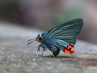 Choaspes benjaminii japonica