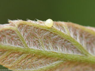 Cyrestis nivea nivalis