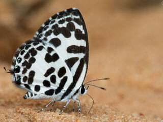 Castalius rosimon rosimon