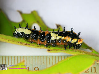 Papilio clytia clytia