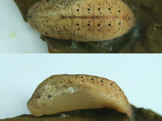 Arhopala perimuta perimuta