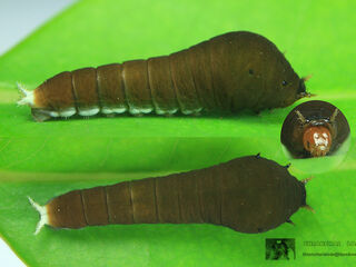 Graphium doson actor