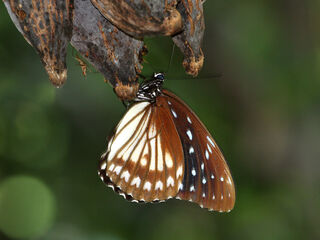 Penthema darlisa darlisa