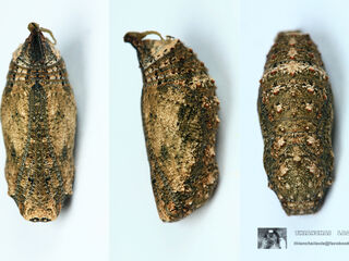 Junonia hierta hierta