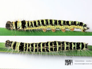 Discophora sondaica zal