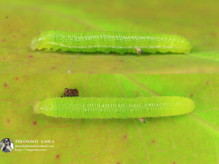 Eurema hecabe hecabe