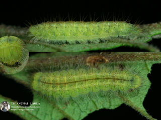 Abisara bifasciata angulata