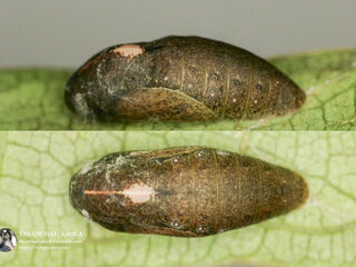 Anthene emolus emolus