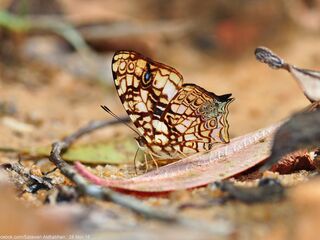 Symbrenthia hypatia chersonesia