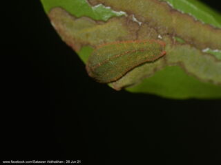 Tajuria yajna selangorana