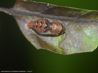 Dacalana burmana burmana