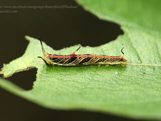 Chersonesia risa risa