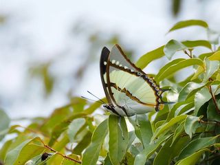 Polyura dolon grandis