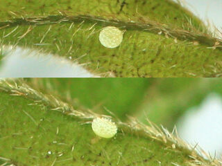 Discolampa ethion ethion