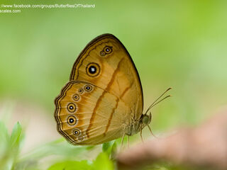 Mycalesis anapita anapita