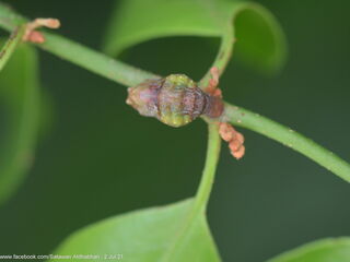 Tajuria yajna selangorana