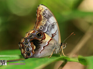 Lethe chandica chandica